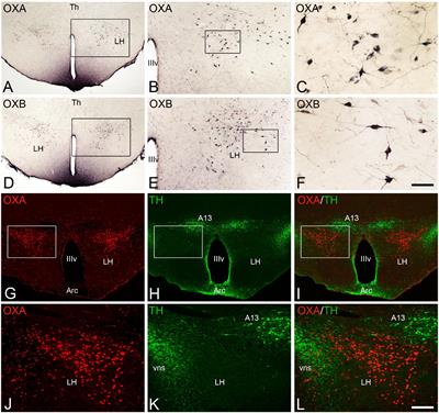 Hypothalamic orexinergic neuron changes during the hibernation of the Syrian hamster